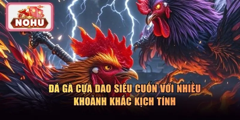 Đá gà cựa dao siêu cuốn với nhiều khoảnh khắc kịch tính